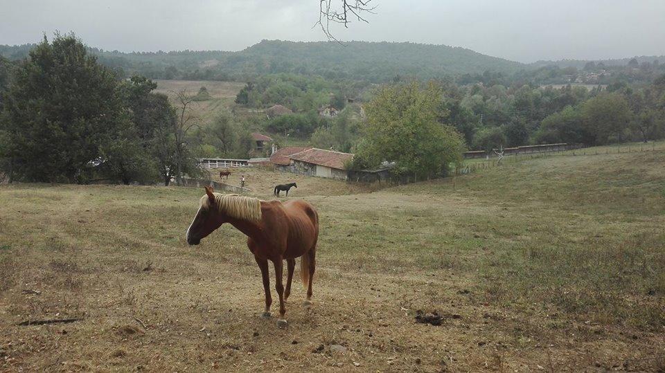Ecopark Elena Hotel Esterno foto